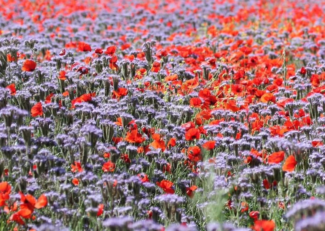 Ariano nel Polesine Un Po Sul Delta 빌라 외부 사진